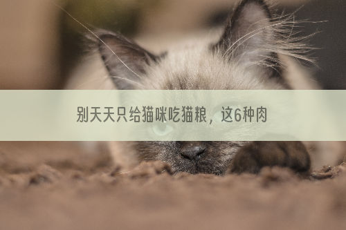 别天天只给猫咪吃猫粮，这6种肉，非常适合猫咪吃