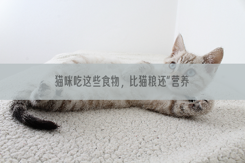 猫咪吃这些食物，比猫粮还“营养”，建议多喂