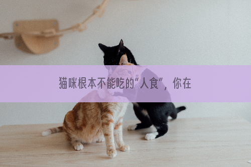猫咪根本不能吃的“人食”，你在家别总喂，宠主不要分享自己的食物咯