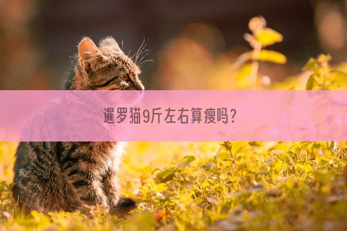 暹罗猫9斤左右算瘦吗？