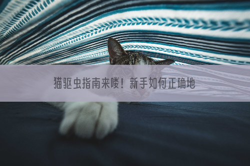猫驱虫指南来喽！新手如何正确地给猫驱虫？