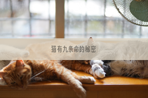 猫有九条命的秘密