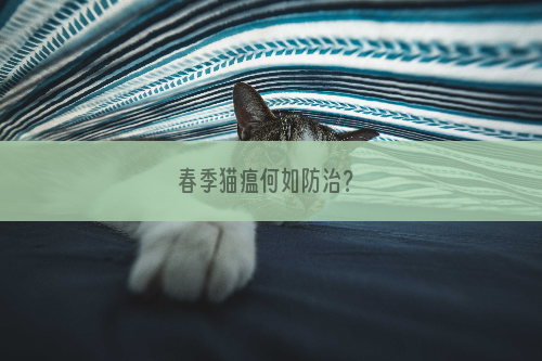 春季猫瘟何如防治？