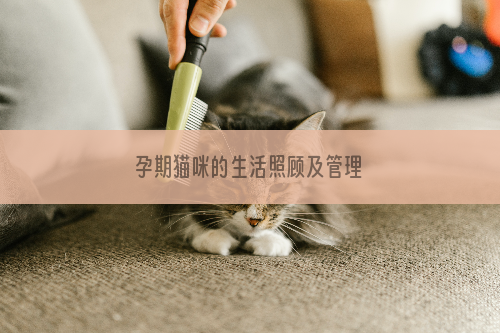 孕期猫咪的生活照顾及管理