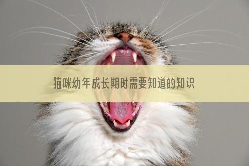 猫咪幼年成长期时需要知道的知识