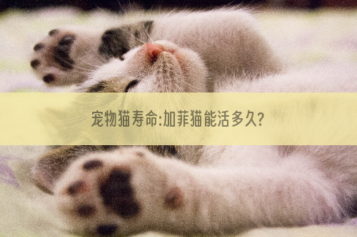 宠物猫寿命:加菲猫能活多久?