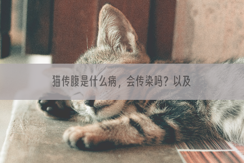 猫传腹是什么病，会传染吗？以及预防猫传腹的方法