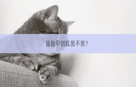 猫指甲到底剪不剪？