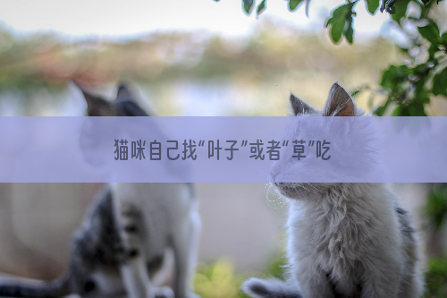 猫咪自己找“叶子”或者“草”吃，主人要引起重视
