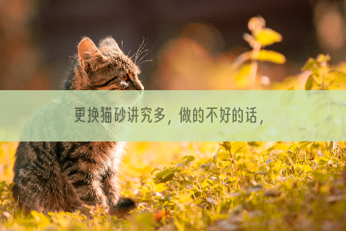 更换猫砂讲究多，做的不好的话，问题是很大的