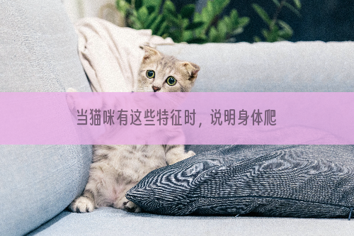当猫咪有这些特征时，说明身体爬满寄生虫了！