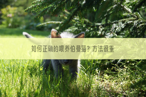如何正确的喂养伯曼猫？方法很重要