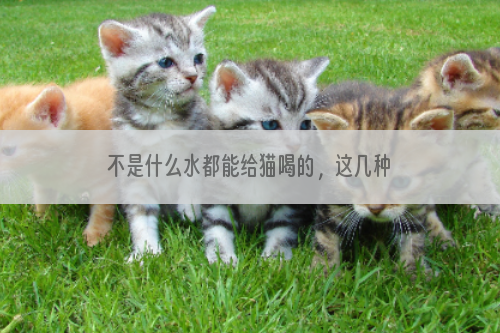 不是什么水都能给猫喝的，这几种水就不能给猫喝