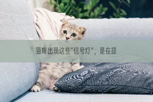 猫咪出现这些“信号灯”，是在提醒宠物主人：再不驱虫后果很严重