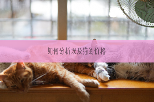 如何分析埃及猫的价格