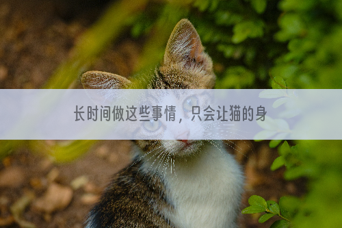 长时间做这些事情，只会让猫的身体“越来越弱”