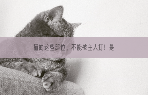 猫的这些部位，不能被主人打！是它的“命线”