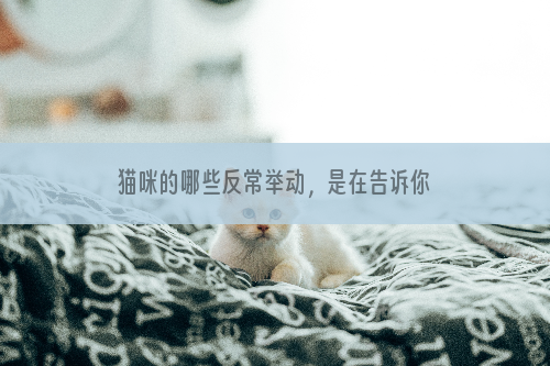 猫咪的哪些反常举动，是在告诉你它生病了？