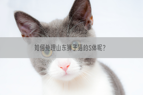 如何处理山东狮子猫的S体呢？