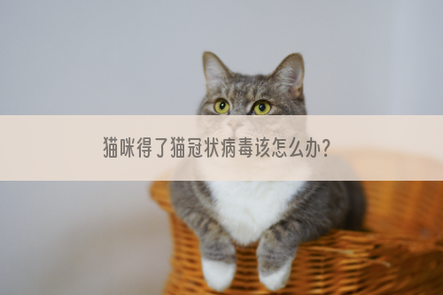 猫咪得了猫冠状病毒该怎么办？