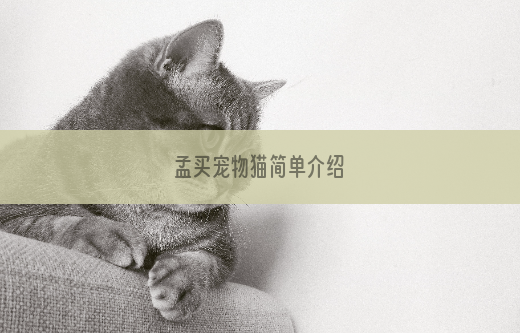 孟买宠物猫简单介绍