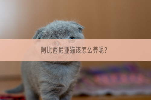 阿比西尼亚猫该怎么养呢？