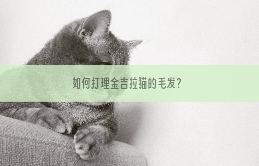 如何打理金吉拉猫的毛发？