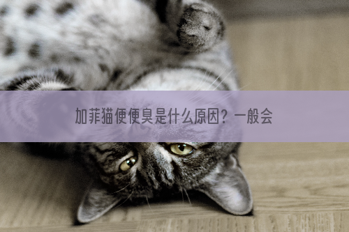 加菲猫便便臭是什么原因？一般会怎么解决？