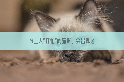 被主人“打怕”的猫咪，会出现这几种特征