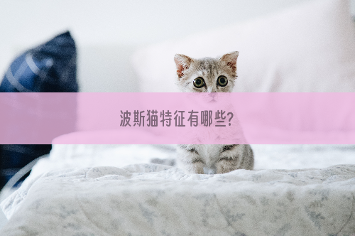 波斯猫特征有哪些?