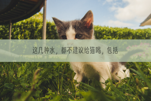 这几种水，都不建议给猫喝，包括饮水机里的水！
