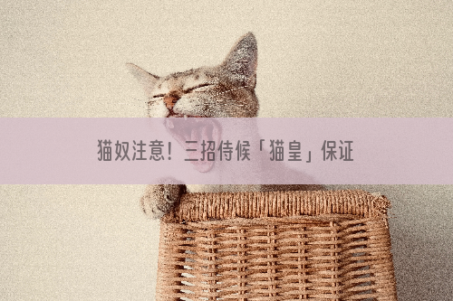 猫奴注意！三招侍候「猫皇」保证服服贴贴