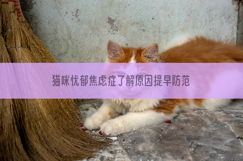 猫咪忧郁焦虑症了解原因提早防范