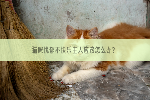 猫咪忧郁不快乐主人应该怎么办？