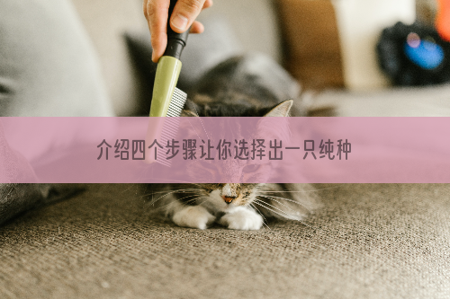 介绍四个步骤让你选择出一只纯种折耳猫？