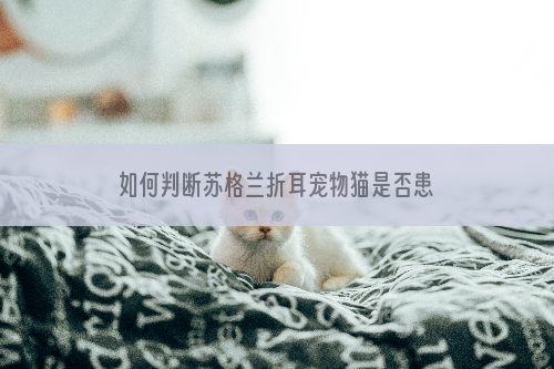 如何判断苏格兰折耳宠物猫是否患上骨骼遗传病？