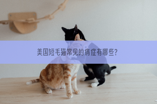 美国短毛猫常见的病症有哪些？