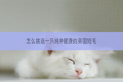 怎么挑选一只纯种健康的英国短毛宠物猫？