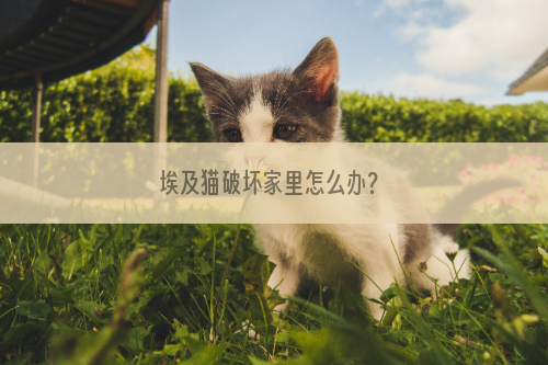 埃及猫破坏家里怎么办？