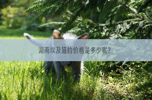 湖南埃及猫的价格是多少呢？