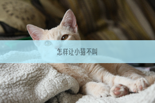 怎样让小猫不叫