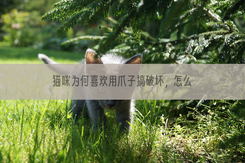 猫咪为何喜欢用爪子搞破坏，怎么办？