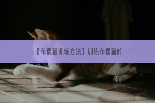 【布偶猫训练方法】训练布偶猫的注意事项有哪些？