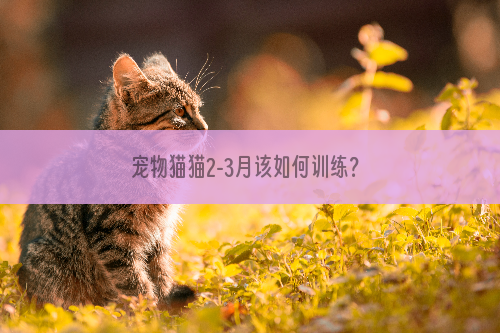 宠物猫猫2-3月该如何训练？