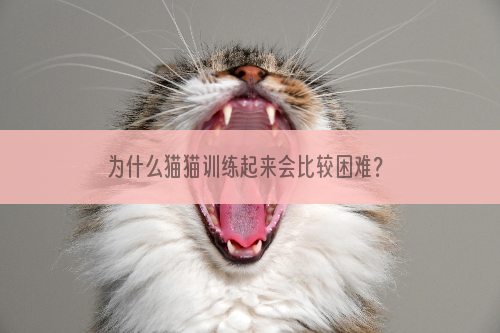 为什么猫猫训练起来会比较困难？