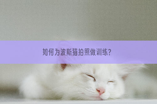 如何为波斯猫拍照做训练？