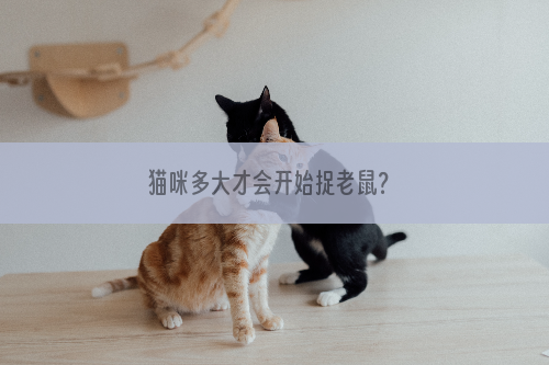 猫咪多大才会开始捉老鼠？