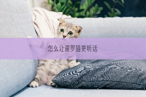 怎么让暹罗猫更听话