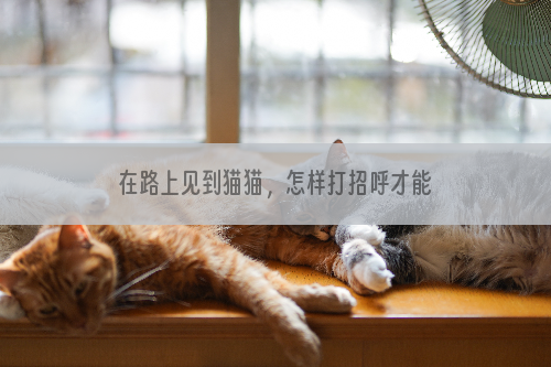 在路上见到猫猫，怎样打招呼才能得到回应？