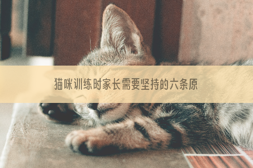 猫咪训练时家长需要坚持的六条原则